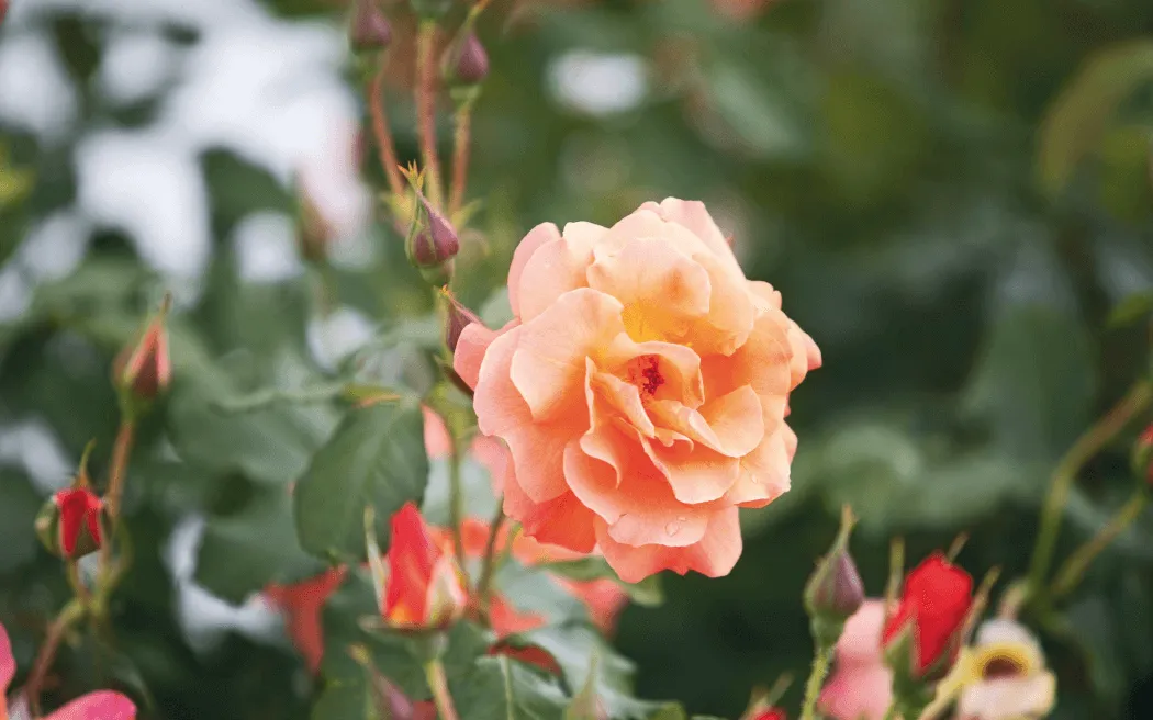 Gartengestaltung Neu-Isenburg